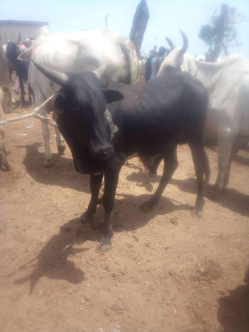 Cattle outdoors — EYOUR INVESTMENT LTD