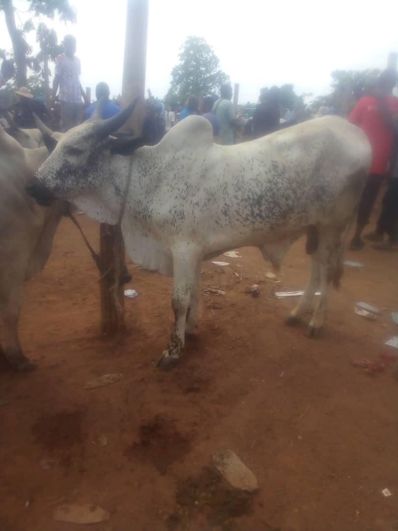 Cattle outdoors — EYOUR INVESTMENT LTD