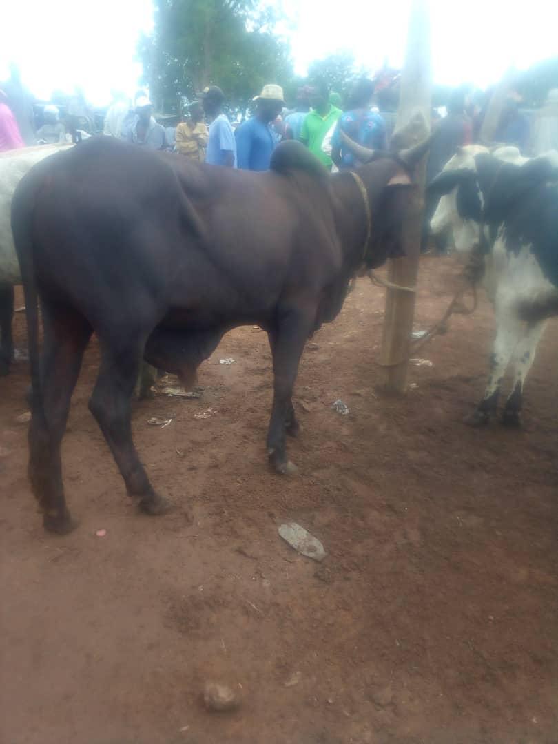 Cattle outdoors — EYOUR INVESTMENT LTD