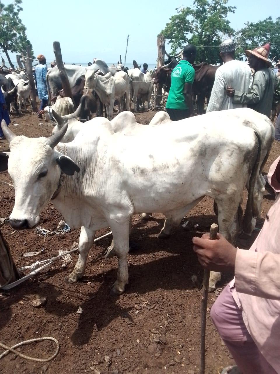 Cattle outdoors — EYOUR INVESTMENT LTD
