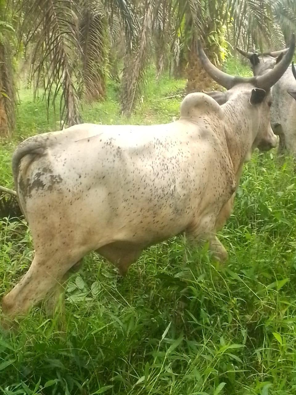 Cattle outdoors — EYOUR INVESTMENT LTD