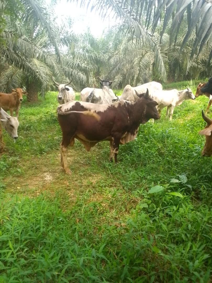 Cattle outdoors — EYOUR INVESTMENT LTD