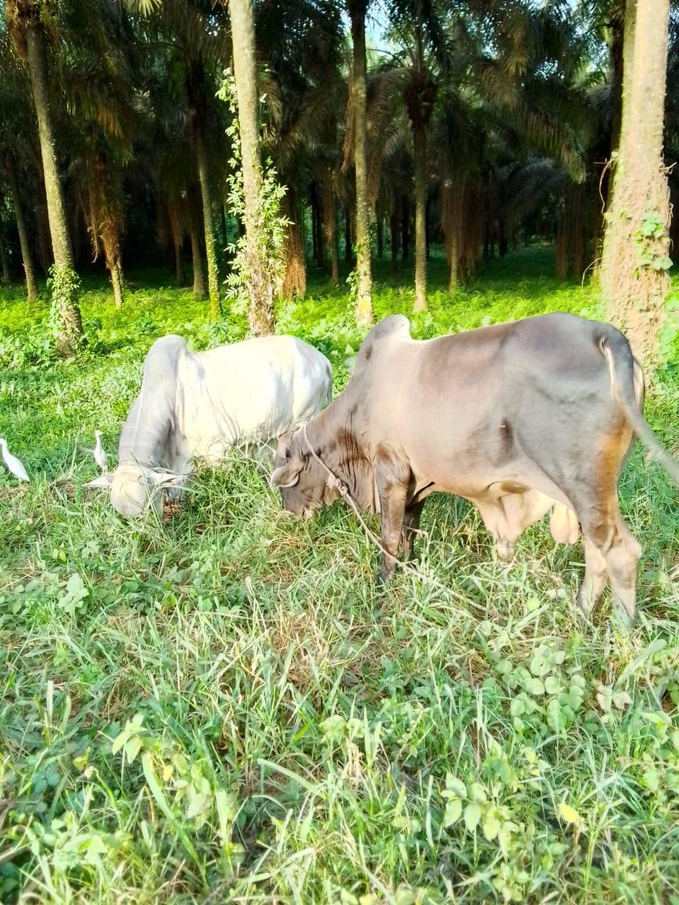 Cattle outdoors — EYOUR INVESTMENT LTD