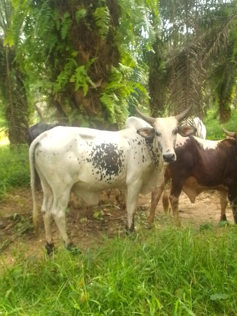 Cattle outdoors — EYOUR INVESTMENT LTD