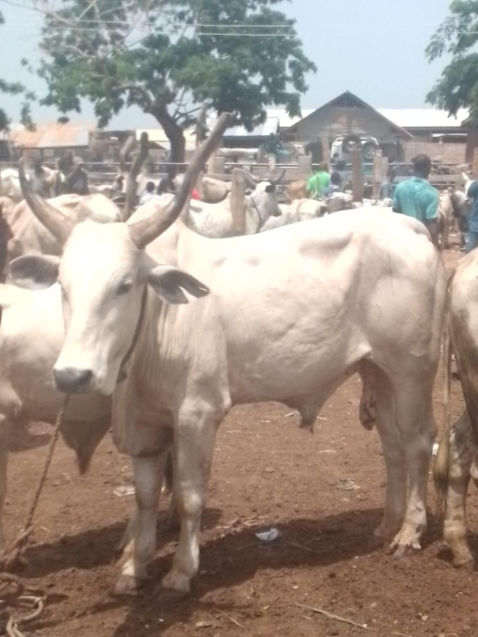 Cattle outdoors — EYOUR INVESTMENT LTD