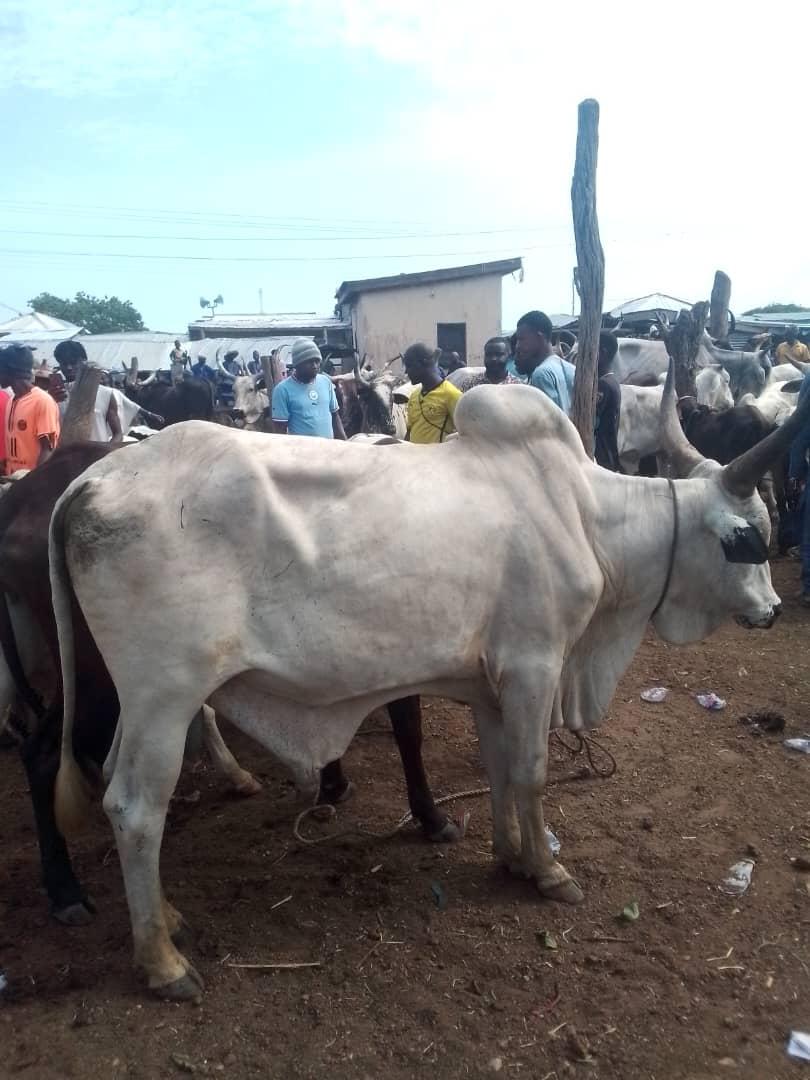 Cattle outdoors — EYOUR INVESTMENT LTD