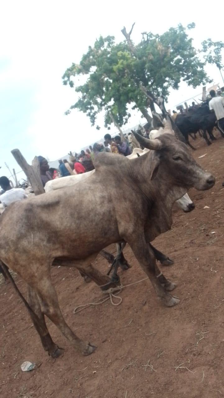 Cattle outdoors — EYOUR INVESTMENT LTD