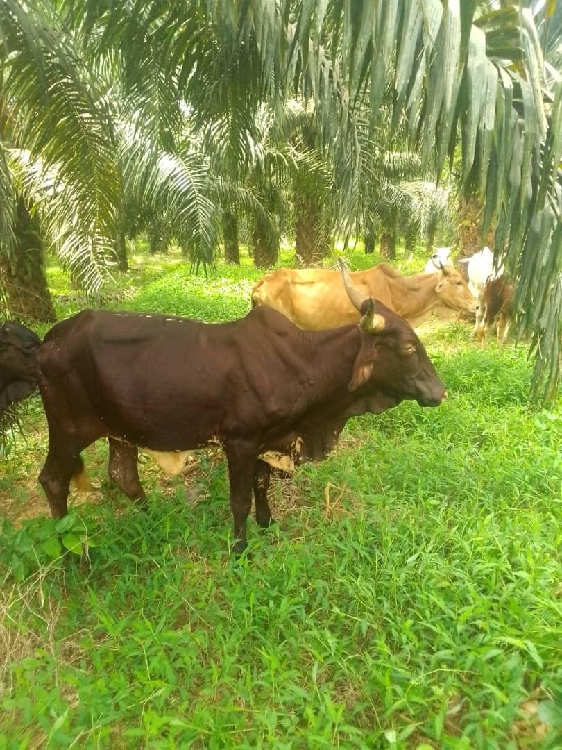 Cattle outdoors — EYOUR INVESTMENT LTD