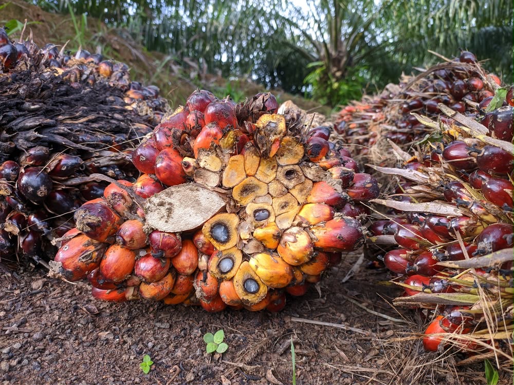 Harvested oil palm fruit