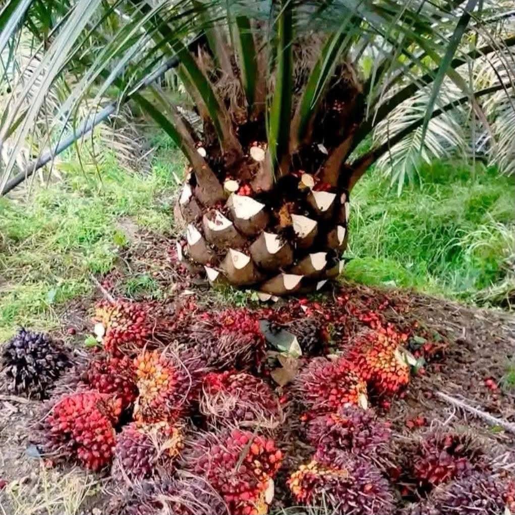 Oil palm fruit at the base of a palm