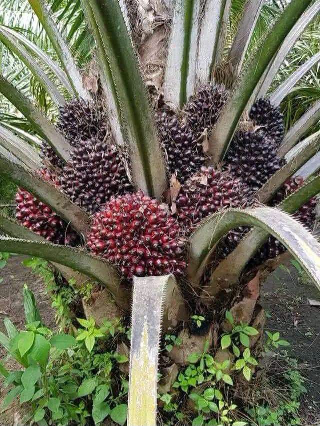 Oil palm fruit bunches