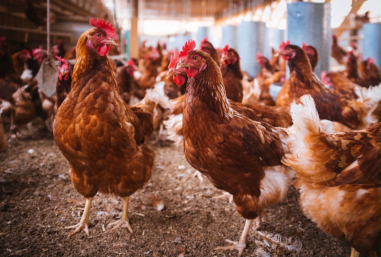 Brown hens in a poultry house