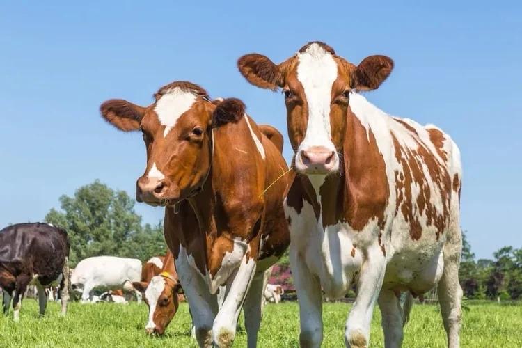 Cattle outdoors