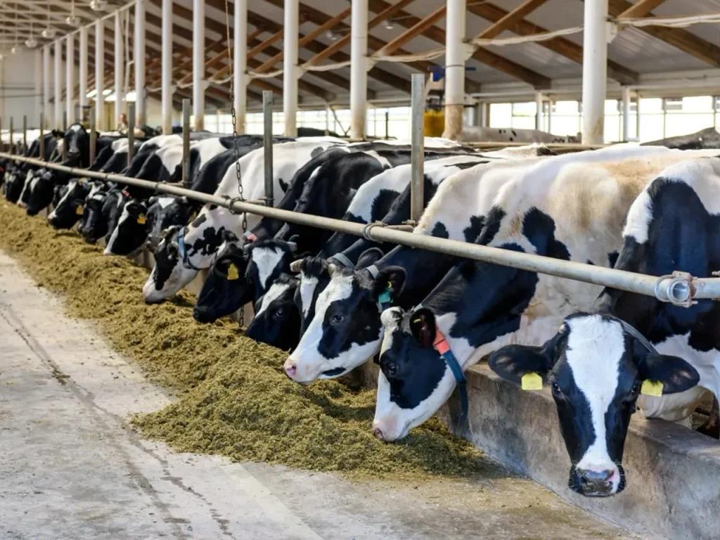 Cattle in a farm building