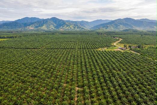 Cultivated fields and surrounding landscape